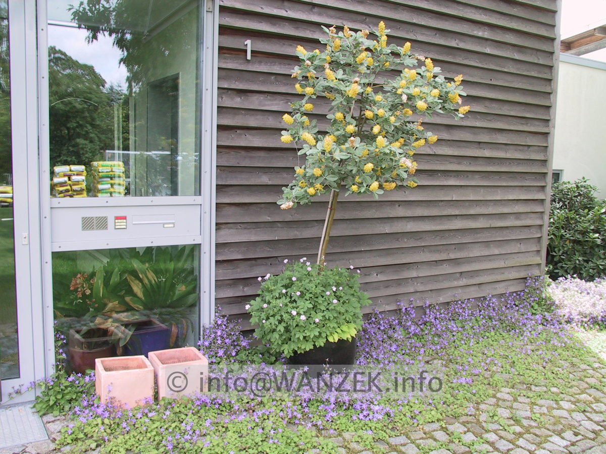 Campanula poscharskyana Stella 02.JPG